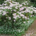 Rhododendron kalmia (1)